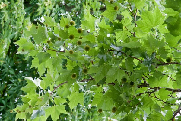 Каштановое дерево — стоковое фото