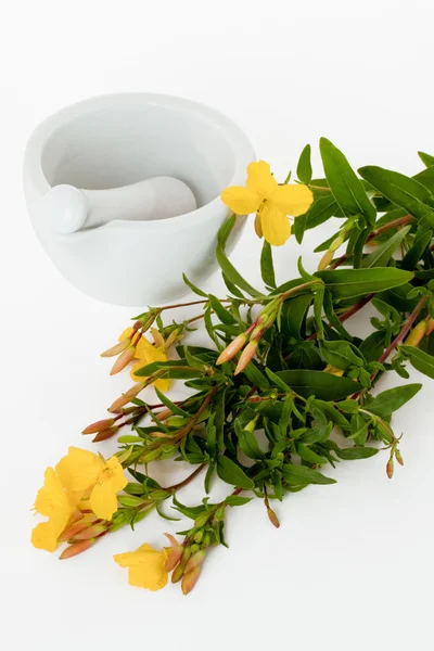 Preparation of evening primrose oil — Stock Photo, Image