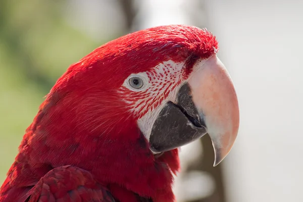 Portrait of a scarleet macaw — Stock Photo, Image