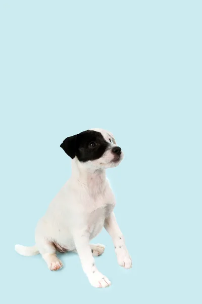 Jack russell Terriër — Stockfoto