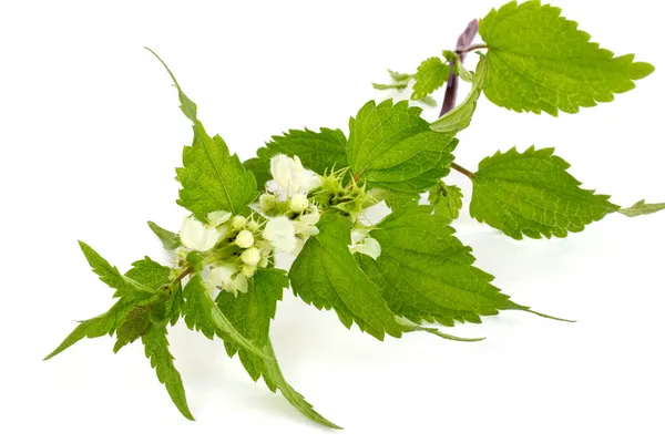 Urtiga ardente florescente — Fotografia de Stock