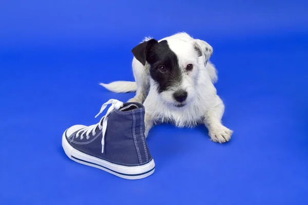 Terrier with shoe — Stock Photo, Image