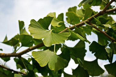 Ginkgo dal