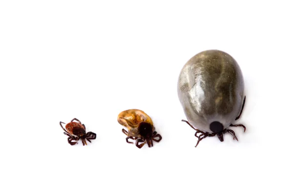 Different ticks — Stock Photo, Image