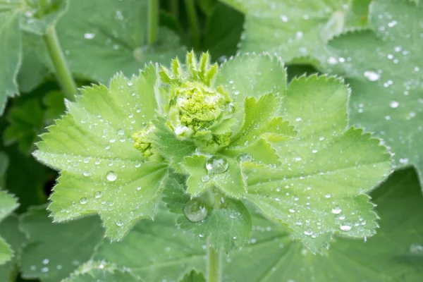 Lady's mantle — Stock Photo, Image