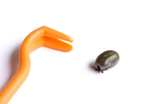 Tick removal — Stock Photo, Image