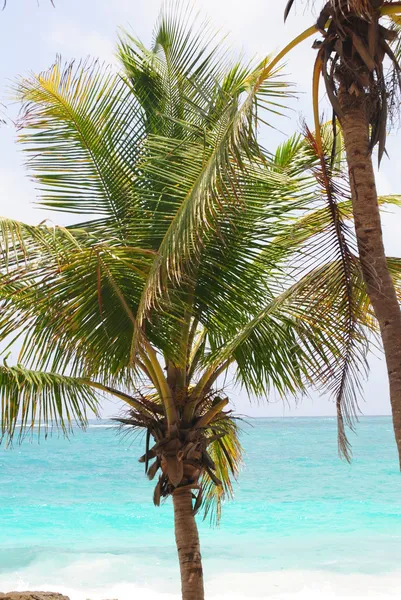 Plage de luxe à Tulum — Photo