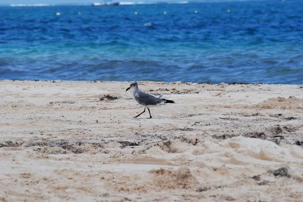 Птах на пляжі — стокове фото
