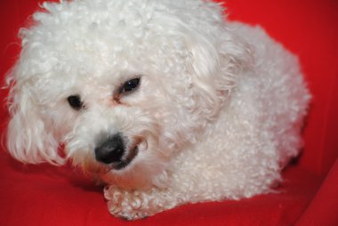 Bichon Frise