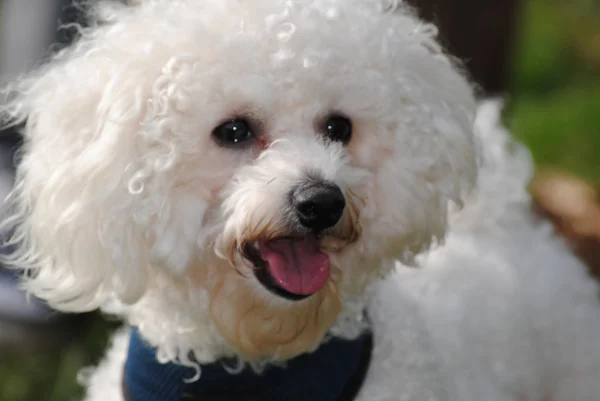 Bichon Frise