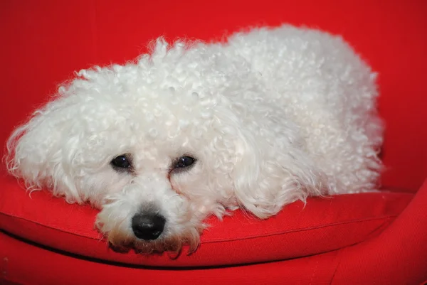 Bichon Frise