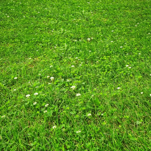 Gramado com trevo verde — Fotografia de Stock