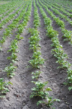 Genç patates satırları