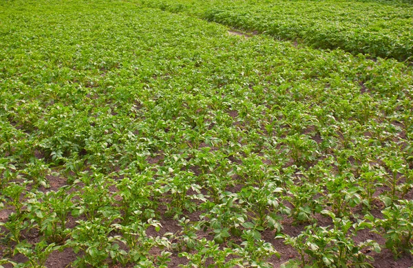 Aardappelveld — Stockfoto