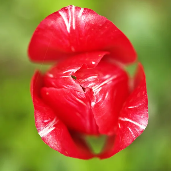 Tulip — Stock Photo, Image