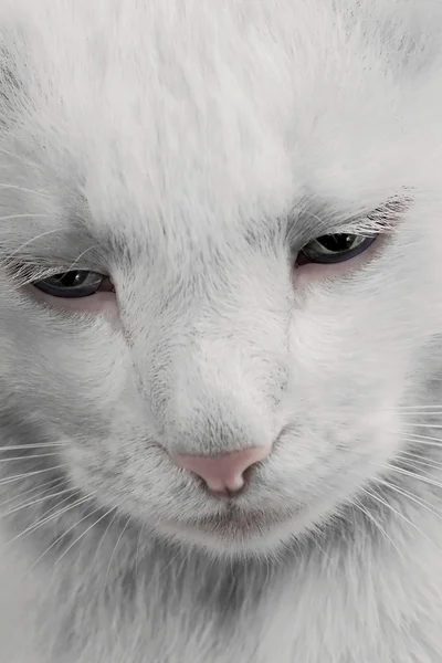 White cat with blue eyes, close-up — Stock Photo, Image