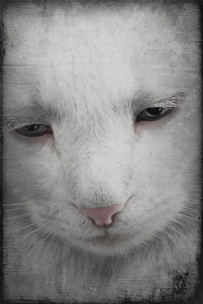 Biały kot z bliska oczy — Zdjęcie stockowe