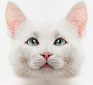 beyaz kedi