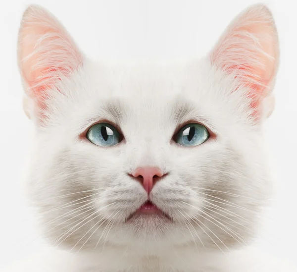 Gato blanco — Foto de Stock