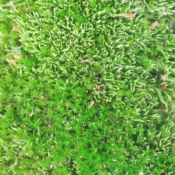 Green moss close up