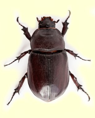 Böcek.
