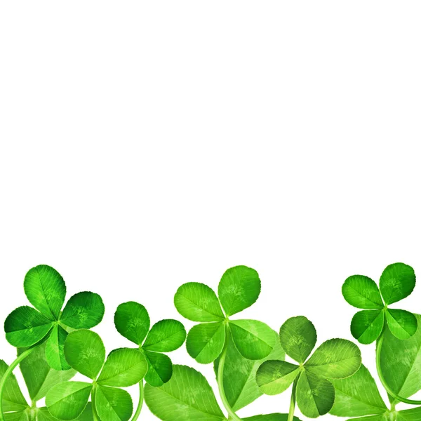 dört yapraklı yonca