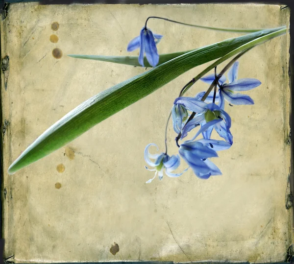 Azuurblauwe hout peruviana bloemen op vintage achtergrond — Stockfoto