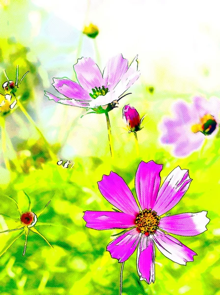 Bahçe kozmos çiçekleri — Stok fotoğraf