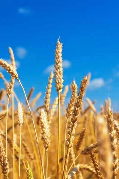 Spighe di grano e cielo blu — Foto Stock