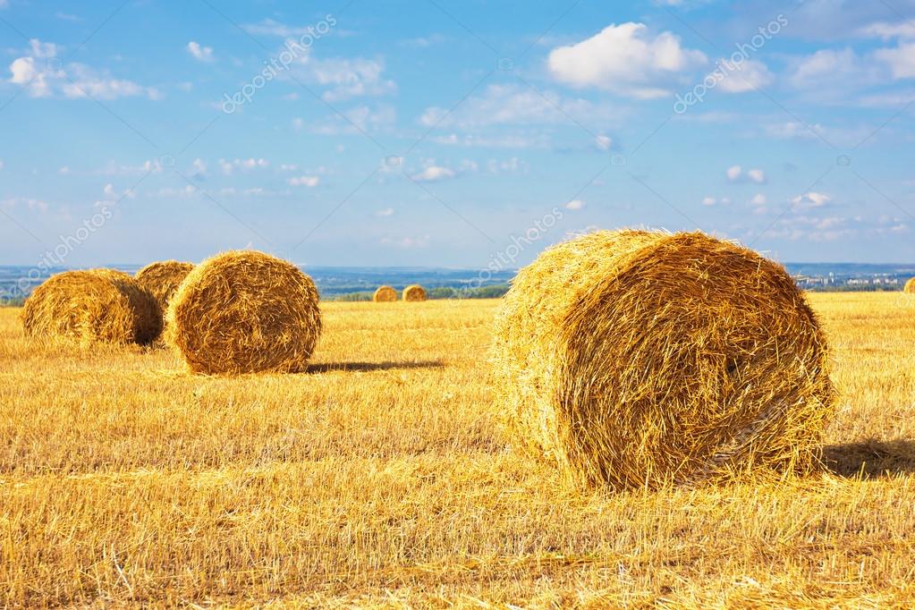 Hay Bales On The Field Stock Photo Image By C Megaloman1ac