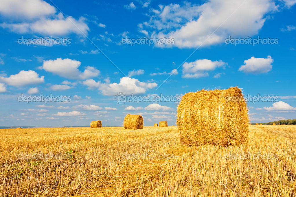 Hay Bales On The Field Stock Photo Image By C Megaloman1ac