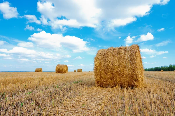 Fardos de feno no campo — Fotografia de Stock