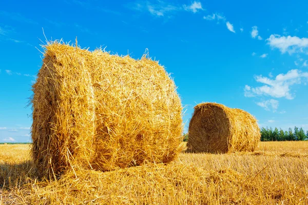 Hay bales on the field — Stock Photo, Image