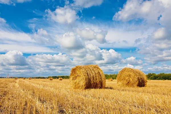 Hay bales on the field — Stock Photo, Image