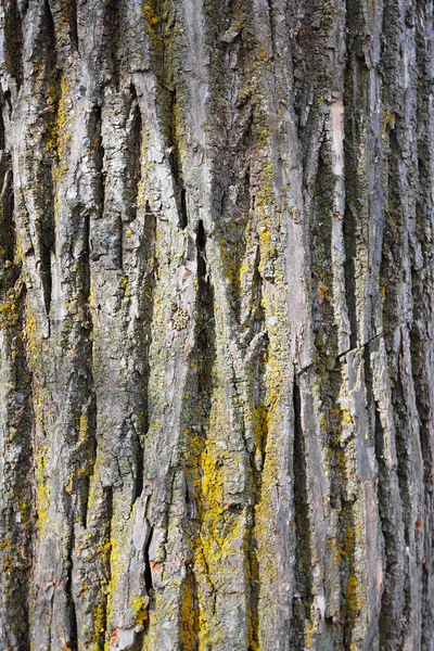 Bark textur med mossa — Stockfoto