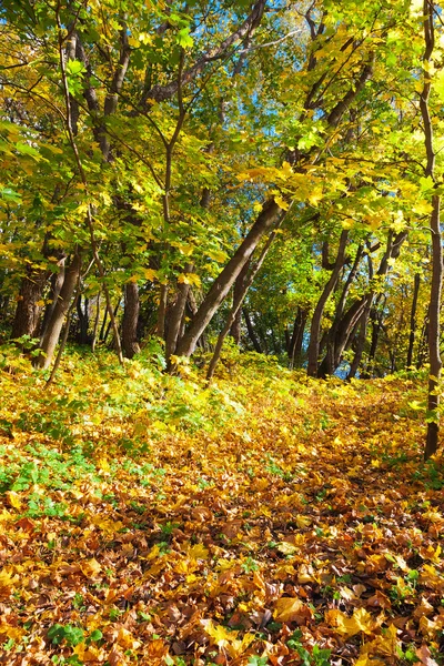 Immagine di caduta — Foto Stock