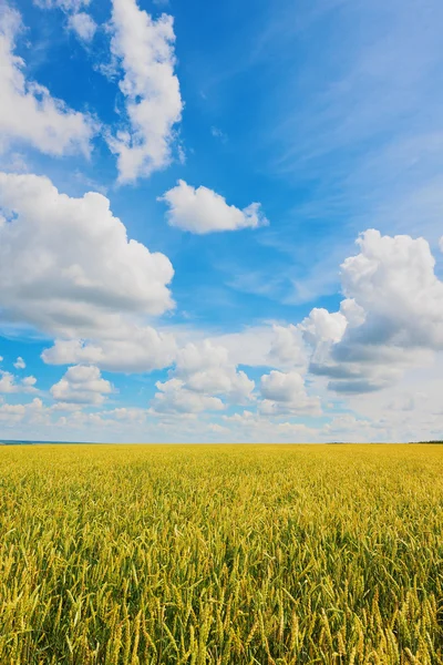 Weizenähren und bewölkter Himmel — Stockfoto