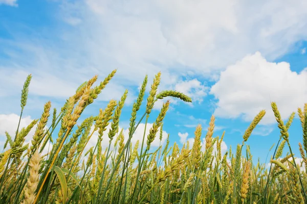 Orejas de trigo y cielo nublado —  Fotos de Stock