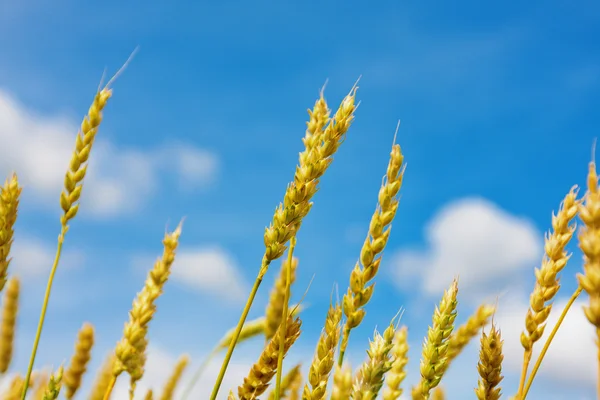 Hvede ører og overskyet himmel - Stock-foto