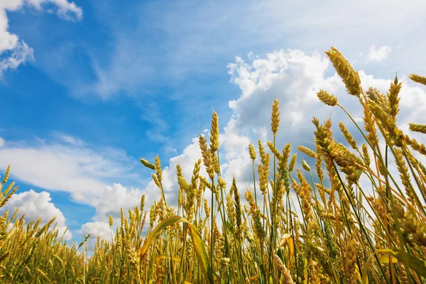 Wheat ears and cloudy sky — Stock Photo, Image