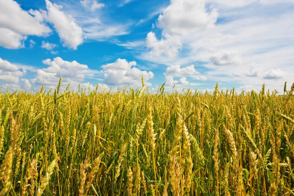 Uši pšenice a zamračená obloha — Stock fotografie