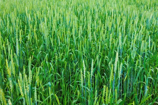 小麦的耳朵 — 图库照片