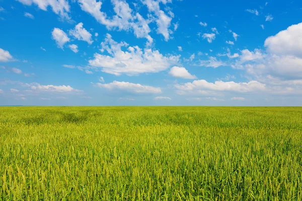 Weizenähren und bewölkter Himmel — Stockfoto