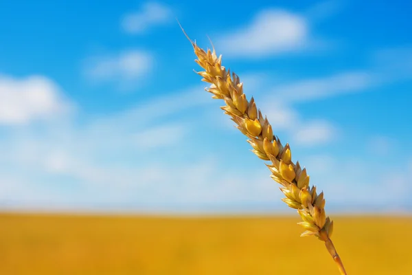 Wheat ear and cloudy sky — Stock Photo, Image