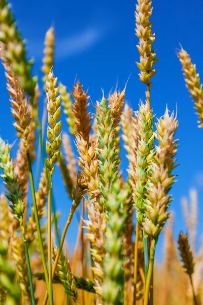 Wheat ears and blue sky — Stock Photo, Image