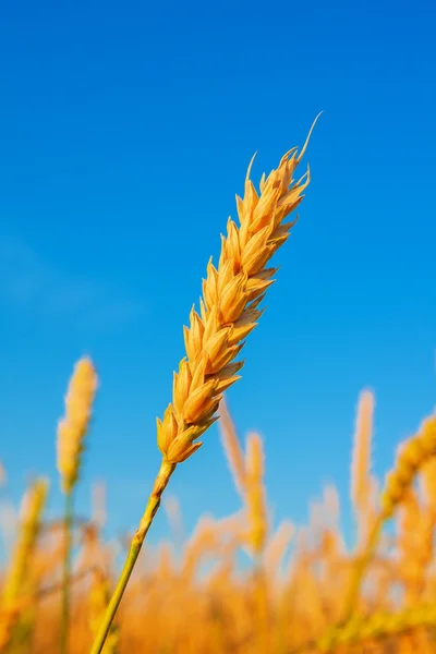 Buğday kulak ve mavi gökyüzü — Stok fotoğraf