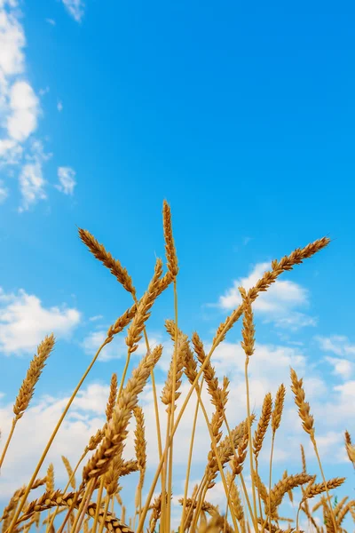 Orelhas de trigo e céu azul nublado — Fotografia de Stock