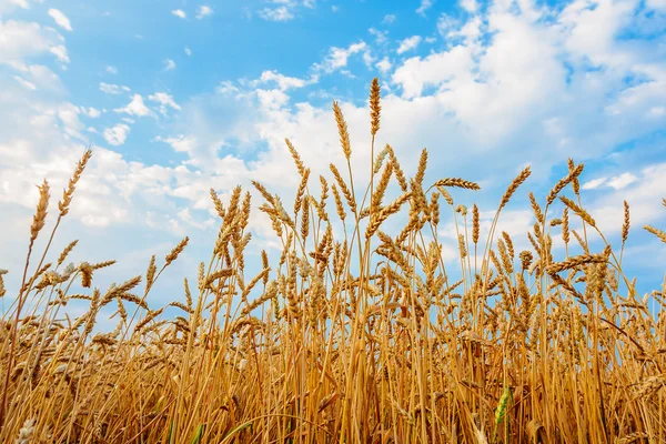 Wheat ears and blue cloudy sky — Stock Photo, Image