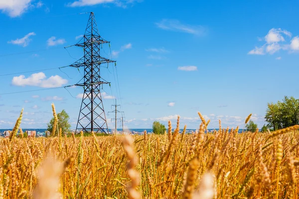 Elektrické rozvody elektrické energie a pšeničné pole v letní den — Stock fotografie