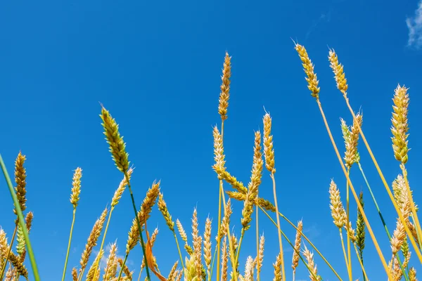 Tarwe oren en blauwe hemel — Stockfoto